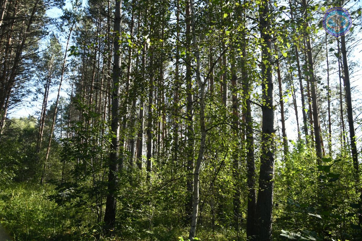 В Амурской области арендаторы увеличили площадь естественного лесовосстановления почти на 3 тысячи гектаров