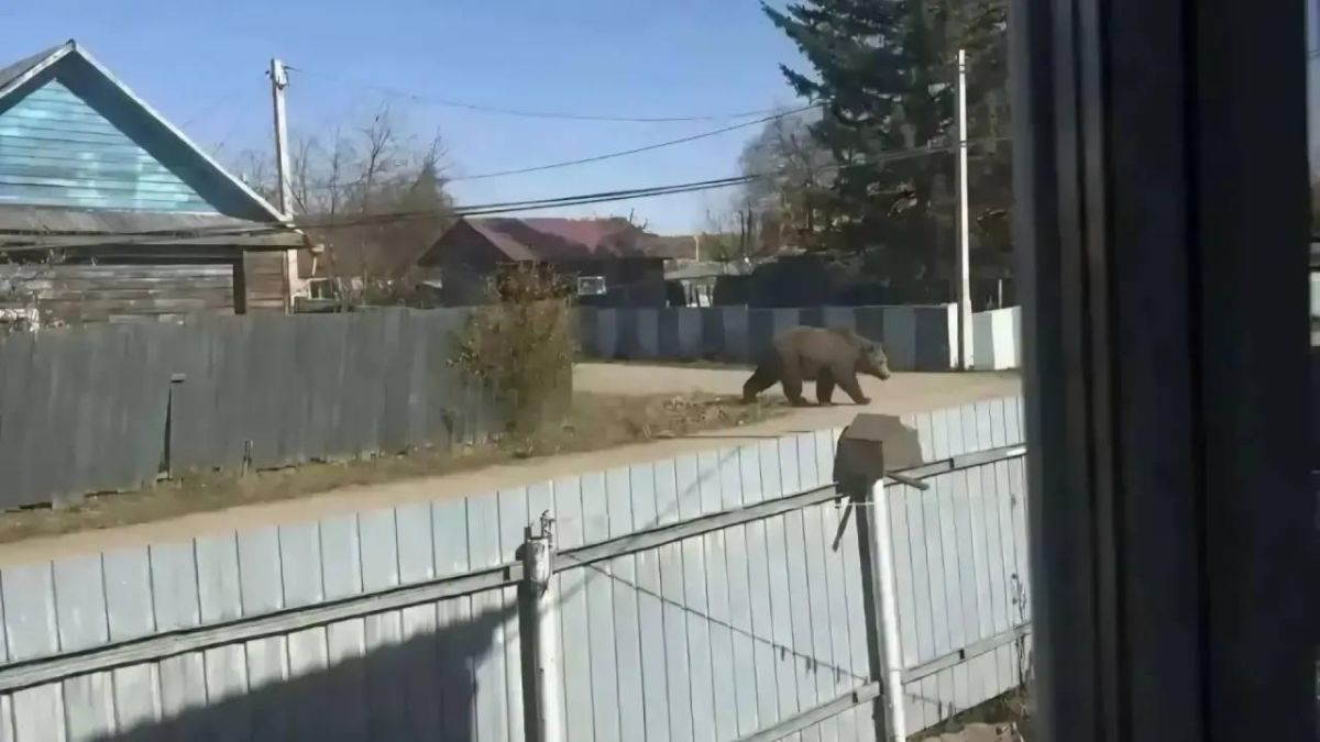 МЕДВЕДЬ — ВИРТУАЛЬНЫЙ, ПОСЛЕДСТВИЯ — РЕАЛЬНЫЕ