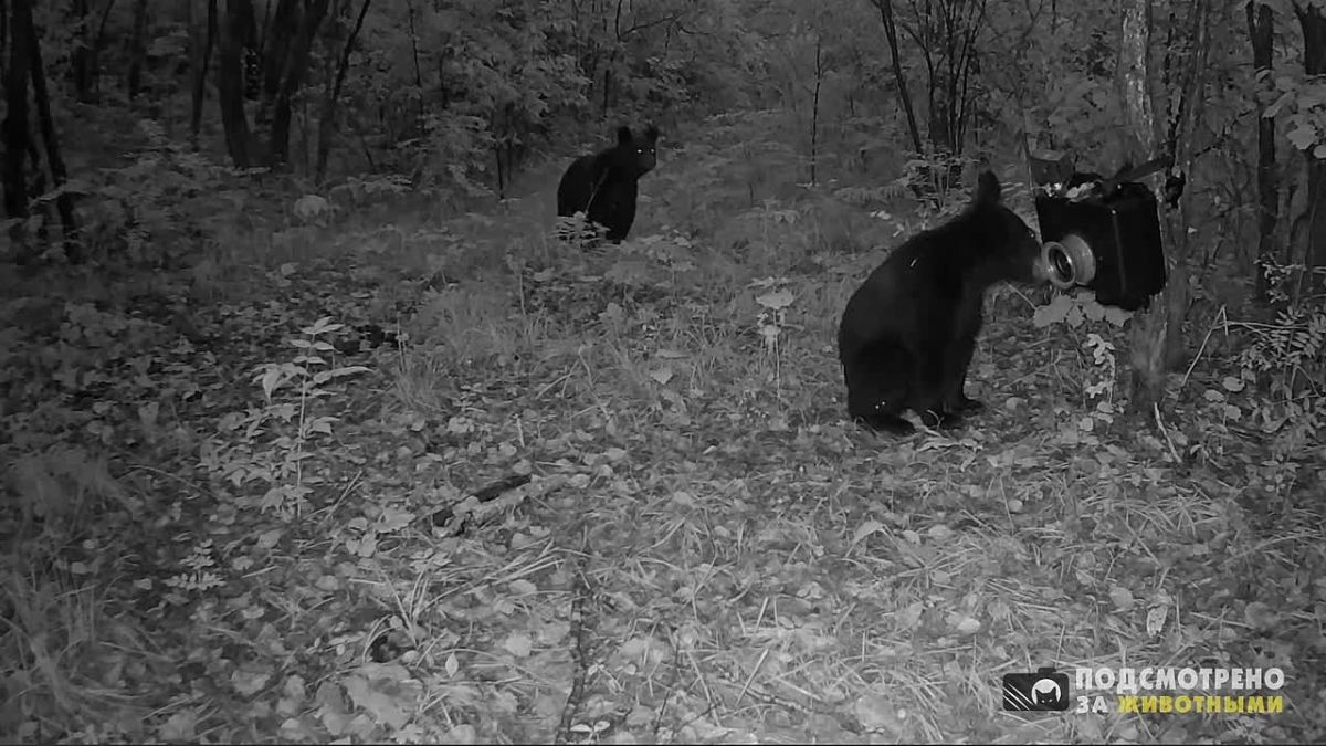 В Хинганском заповеднике три медвежонка попробовали на зубок фотоловушку