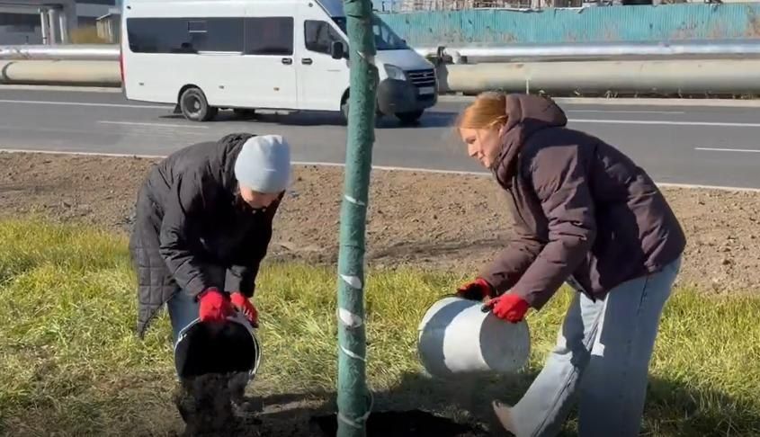 На улице Студенческой в Благовещенске высадили 10 лип, привезенных из Харбина