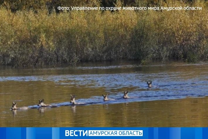 Косули «предсказали» малоснежную зиму: в Селемджинском районе завершили мониторинг миграции