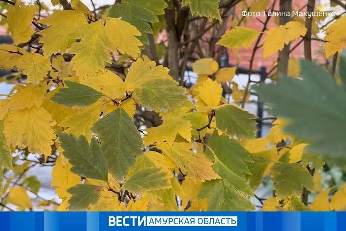 В Приамурье 28 октября похолодает до -24 °С
