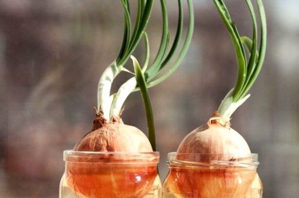 ��� �� �����������: �� ������ ��������, � �������� ���� � ������������