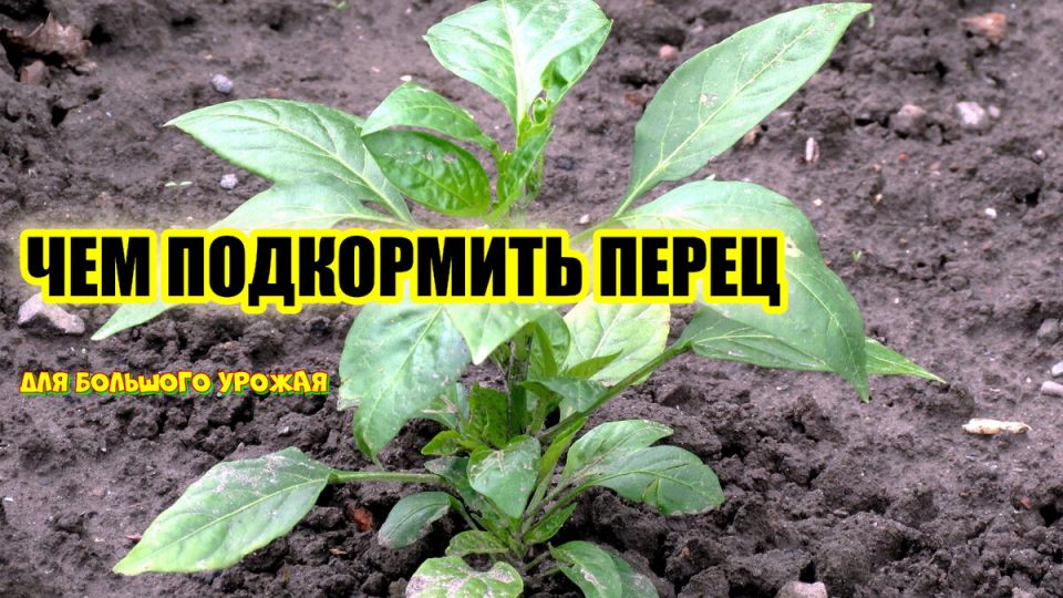 Как правильно подкормить перцы перед высадкой: советы экспертов