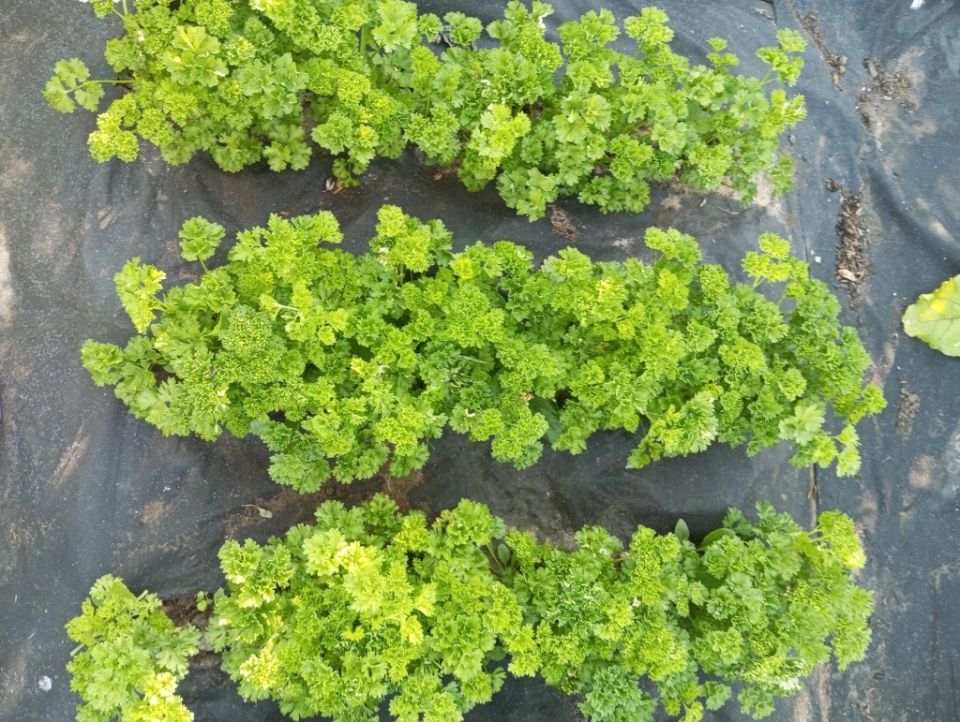 Секреты кудрявой петрушки: как вырастить зелень, которая спасет от скуки на кухне