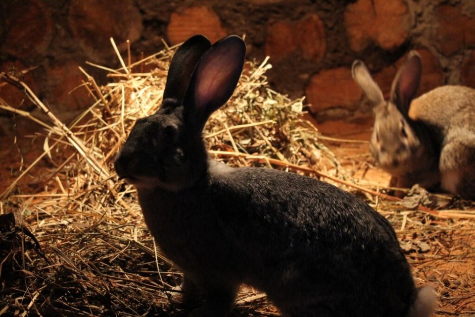 Как создать уют в крольчатнике: эффективные способы обогрева зимой