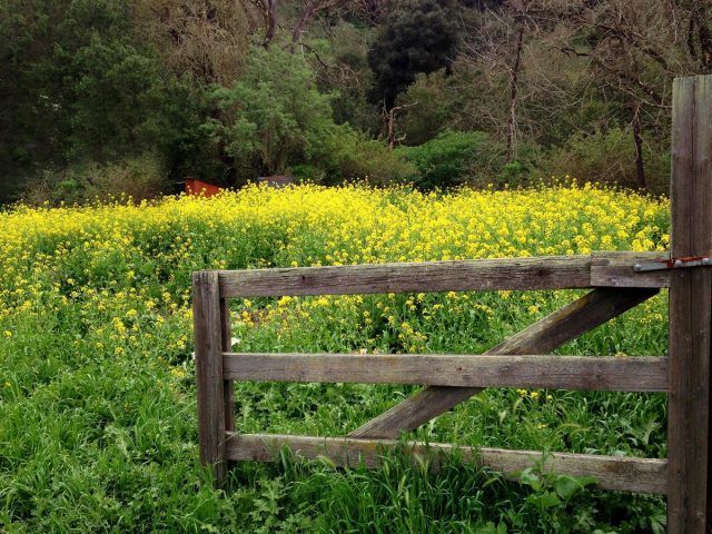 Сидераты и удобрения: как сохранить здоровье почвы и получить богатый урожай