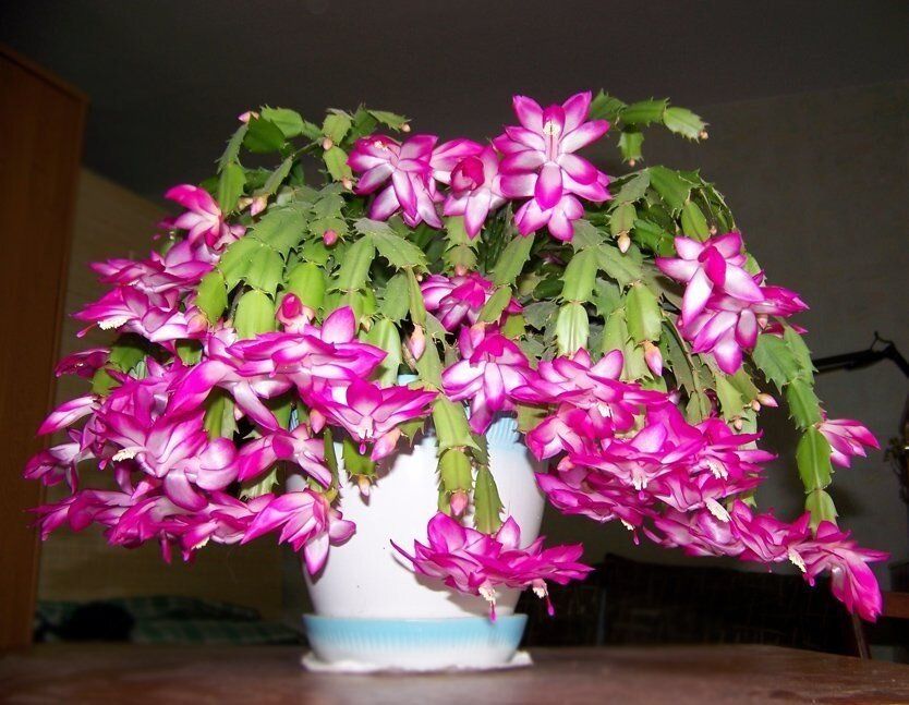 Секреты цветения декабриста: как добиться пышного цветения в зимнюю пору