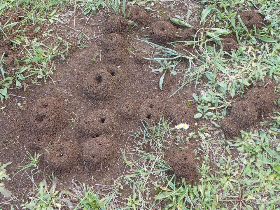 Как избавиться от муравьев в саду: удивительные натуральные методы