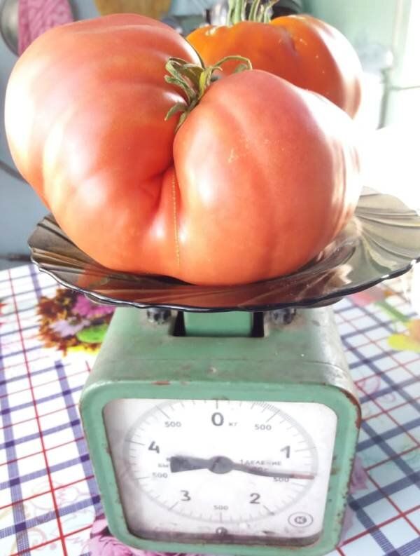 Топ сортов крупных помидоров, которые стоит попробовать в 2025 году