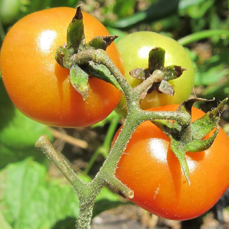 Томат Монгольский карлик: секреты успешного роста даже в штормовую погоду