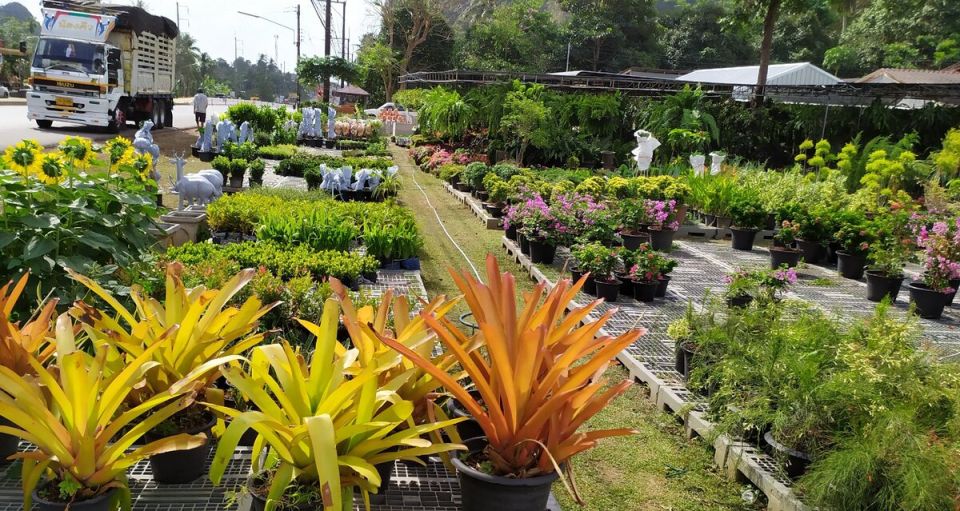 Растительные тренды Таиланда: как выбирают и продают уникальные растения