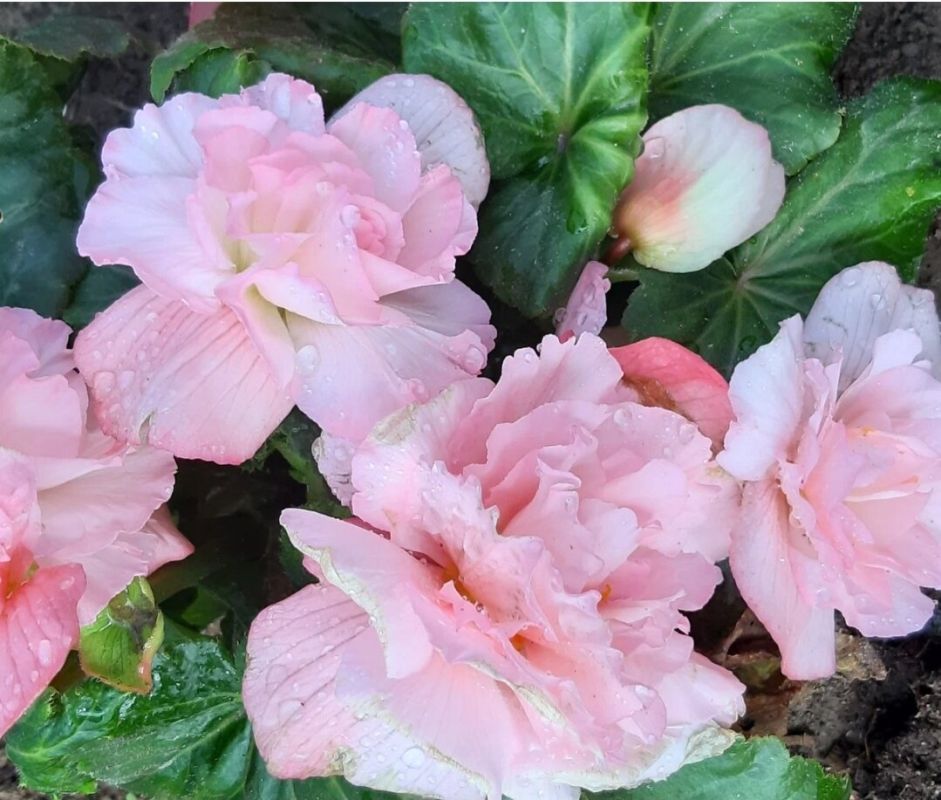 Цветы, которые прекрасно растут в тени