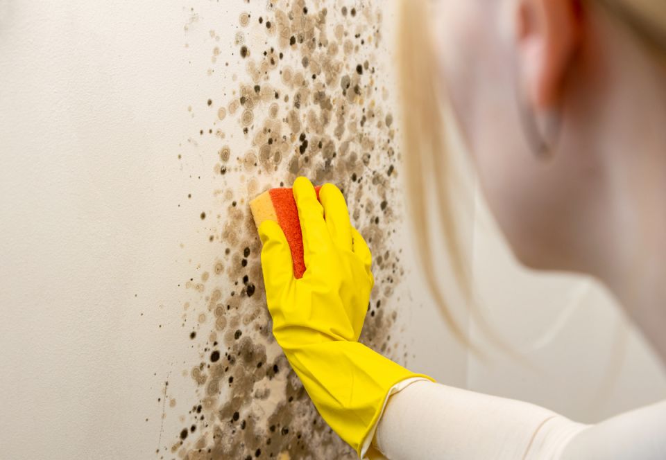 Избавляемся от плесени с перекисью водорода