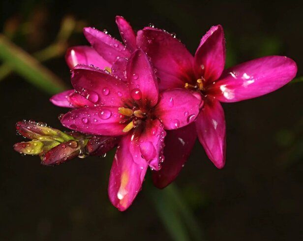 ������� ���������������: ����� ������ ��� ������� ����