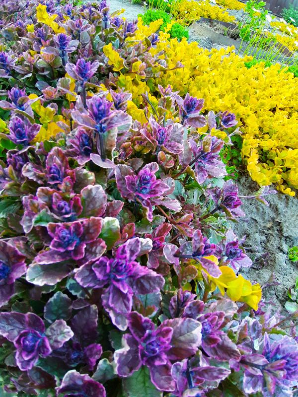 �������� � ��������� � �����������