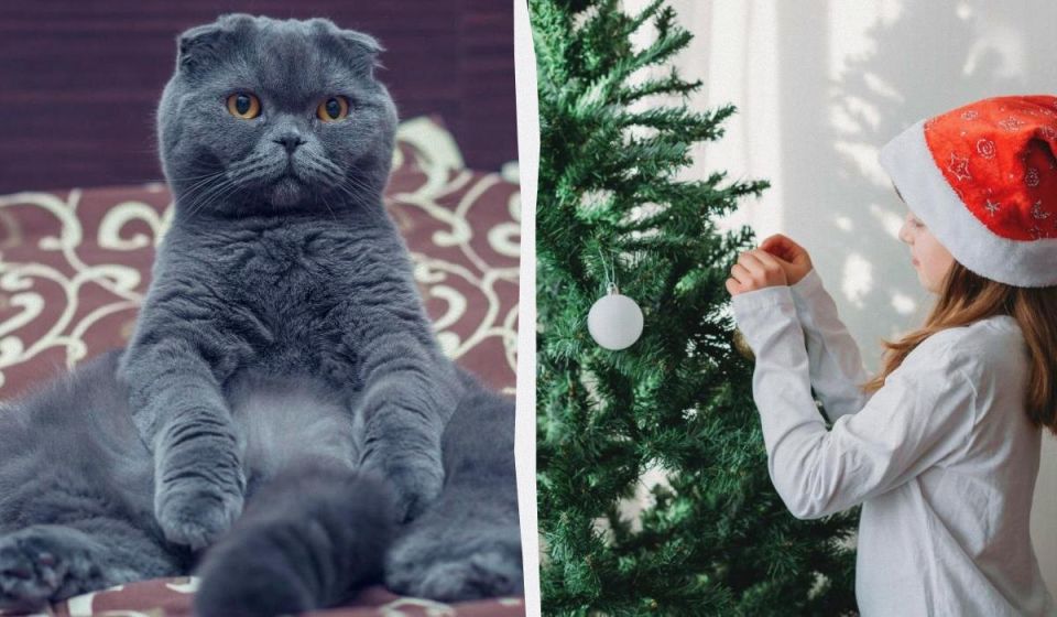 ��� �������� �������������� ���� �� ���������� �����