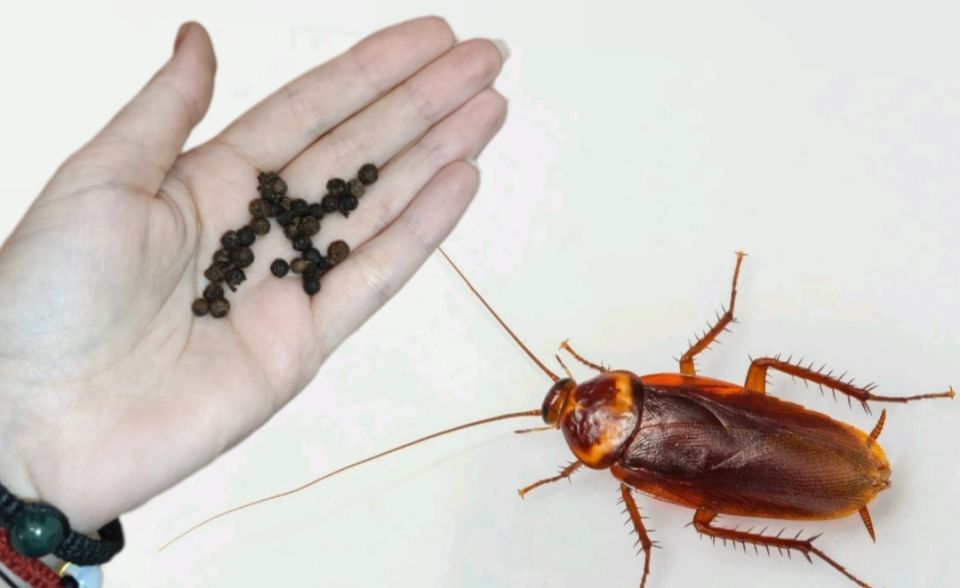 ����������� ��������� ������ � ����������: �� ������������ �� �������� ��������