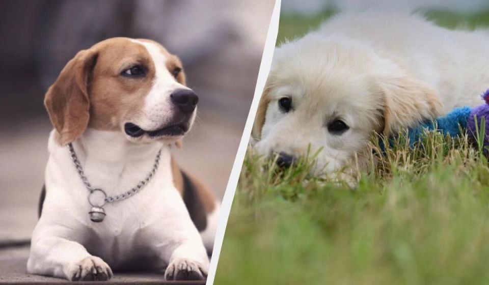 ��������� � �����: 13 ����� �����, ������� �� ����� ��������