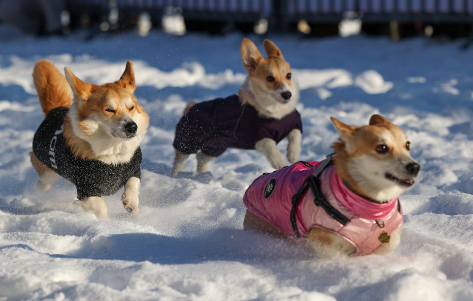 �������� �� ����������� �������� ��������: ������� ������� ����� ����������