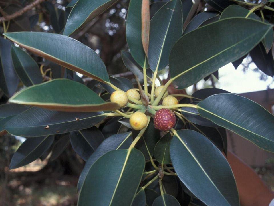 ������� ������� ��������������� ��������� ��������