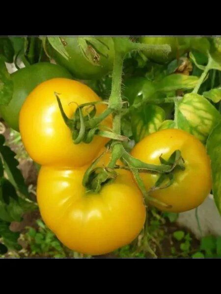 ������ ������-��������: ������� ������� ��� ������ �������