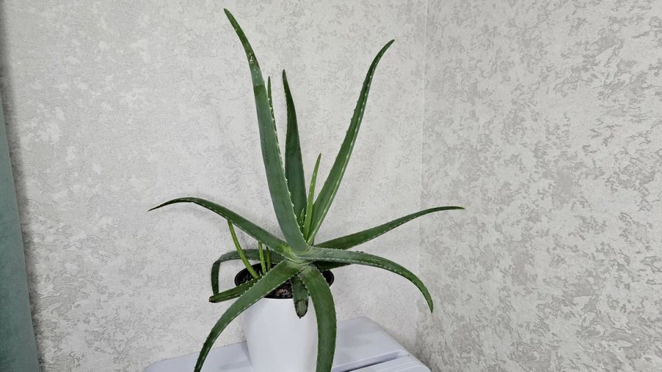 Традиционные комнатные растения, которые исчезли из наших домов и чем их заменили