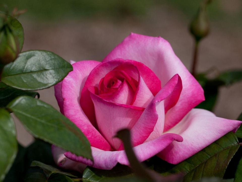 ������ ��� ���: � ��� �� ������ � ��������