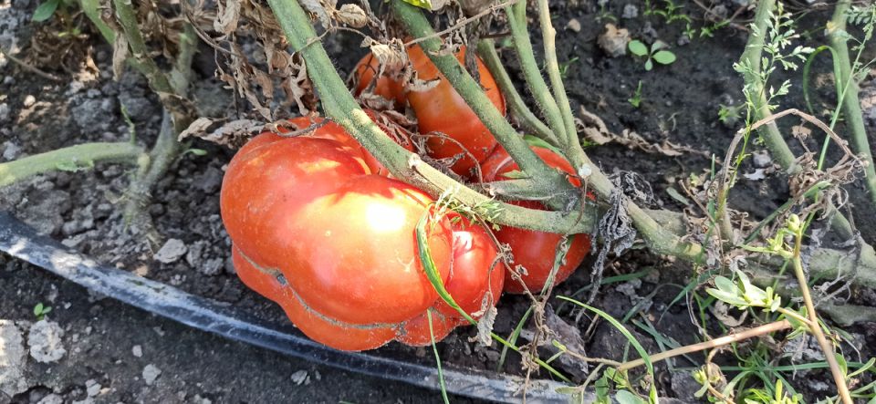 ��� ������� � �������� ���� ������� ��� ��������� ���������� ������