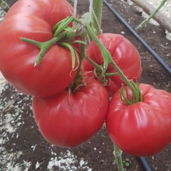 ����� ������ ������: ��������� ����� ��� ����������� ���� ��������