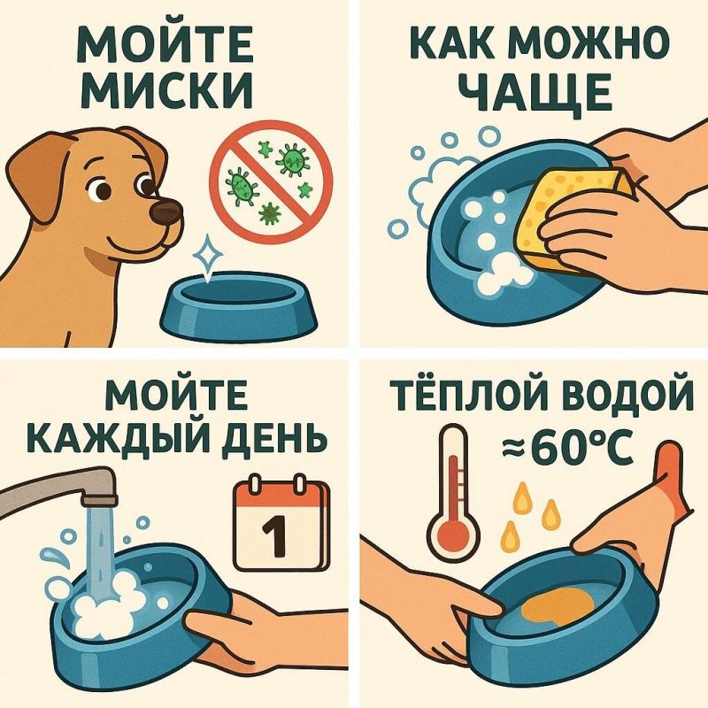 Как поддерживать идеальную гигиену собачьих мисок