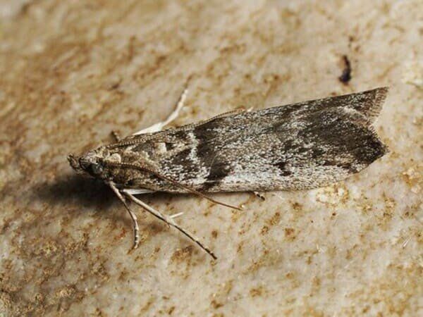 ��� ��������� ��������: ��� ���������� � �������� ������� � �������� ����