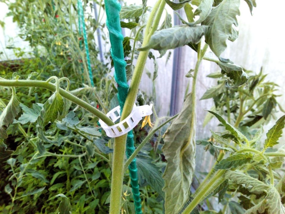 ������ ������ ������ � ������� ������� � ��� ������� �������� ���������