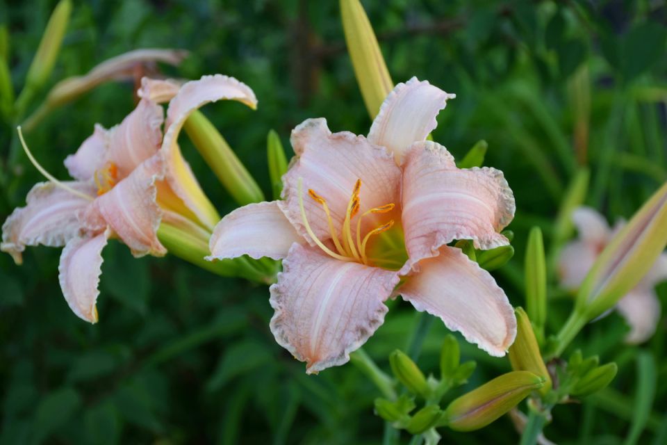 Как ухаживать за лилейниками осенью для яркого цветения в следующем году