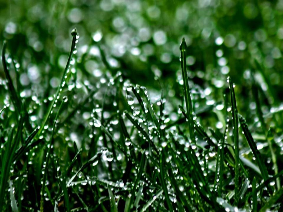 Почему стоит отказаться от покоса мокрой травы: важные советы