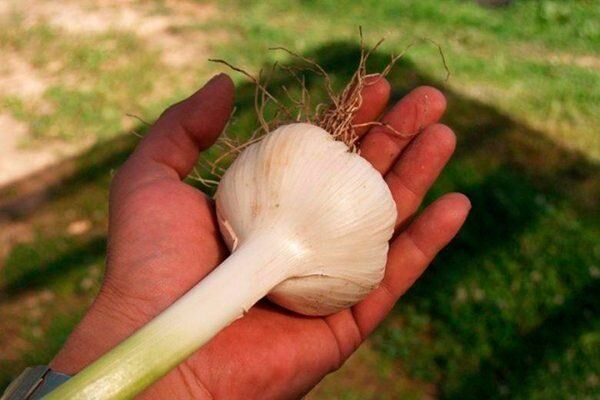 �������� ����������� ������� �������� �������: ������� � ������������