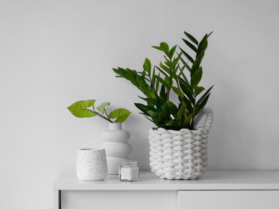 Старые губки: секреты заботы о ваших растениях