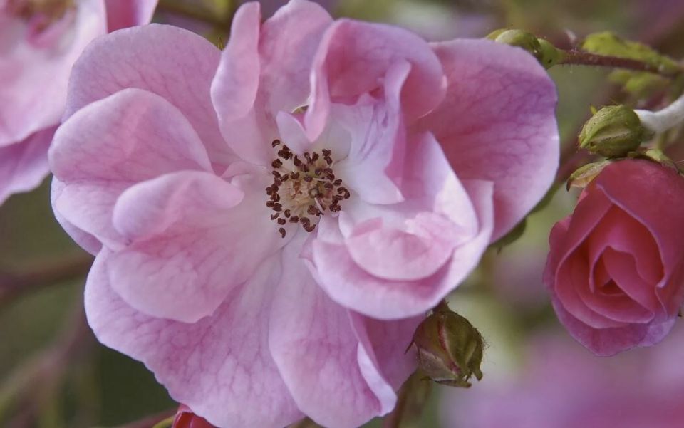 ��� ����������� ����� �� ������� ���������: �������� � ��������� ������ ����