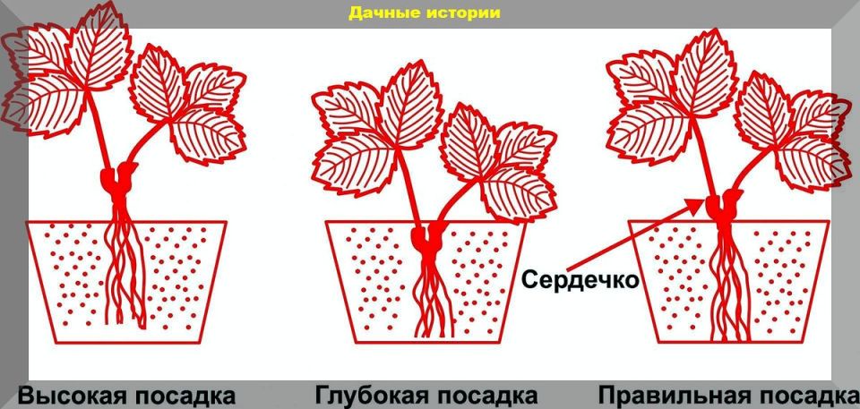 ��� ��������� ��������� �� ���������: ������� ������ ��� ��������