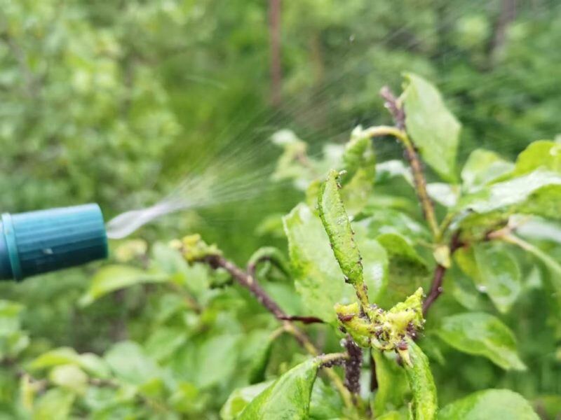 ��� ������ �������� �������-������� �������� �� �������� � ����������