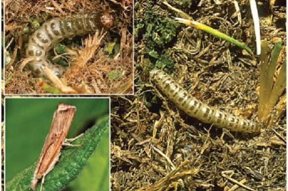 ��� �������� ���� ����� �� ��������� �������: ������ � ������������