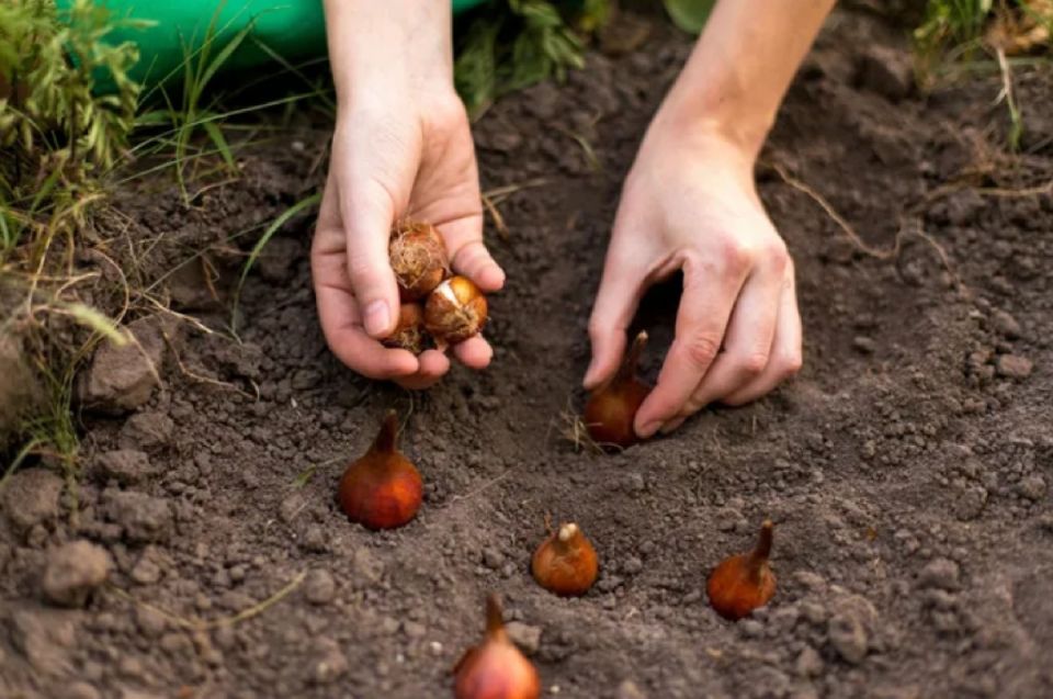 ������� ���������� �������� ���������: ��� ����������� ����� ��� �������