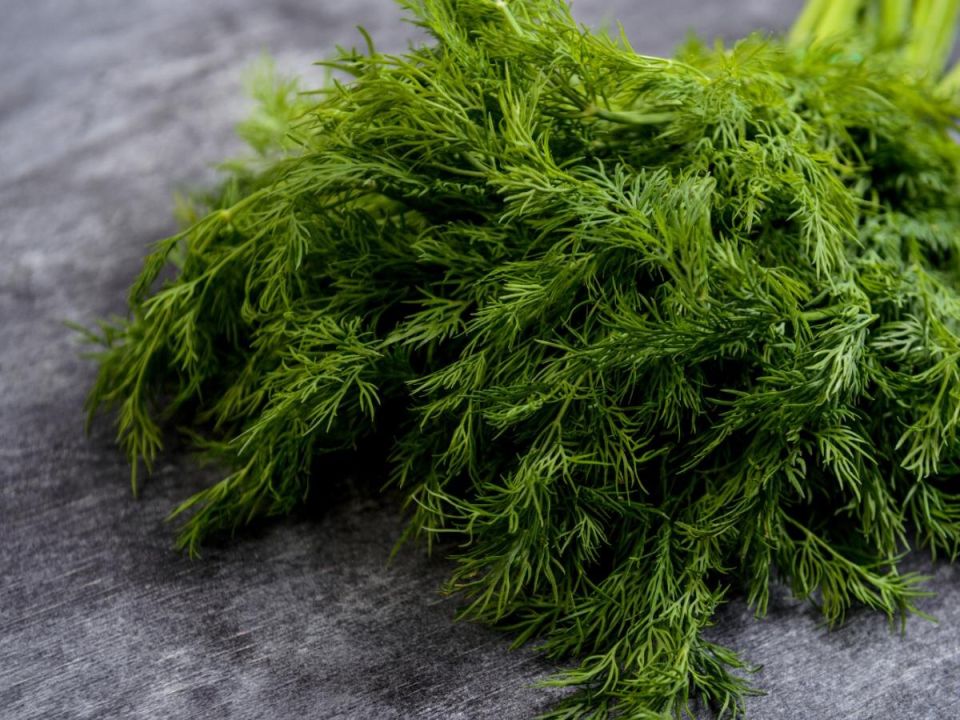 Почему укроп и петрушка не радуют ароматом: секреты успешного выращивания