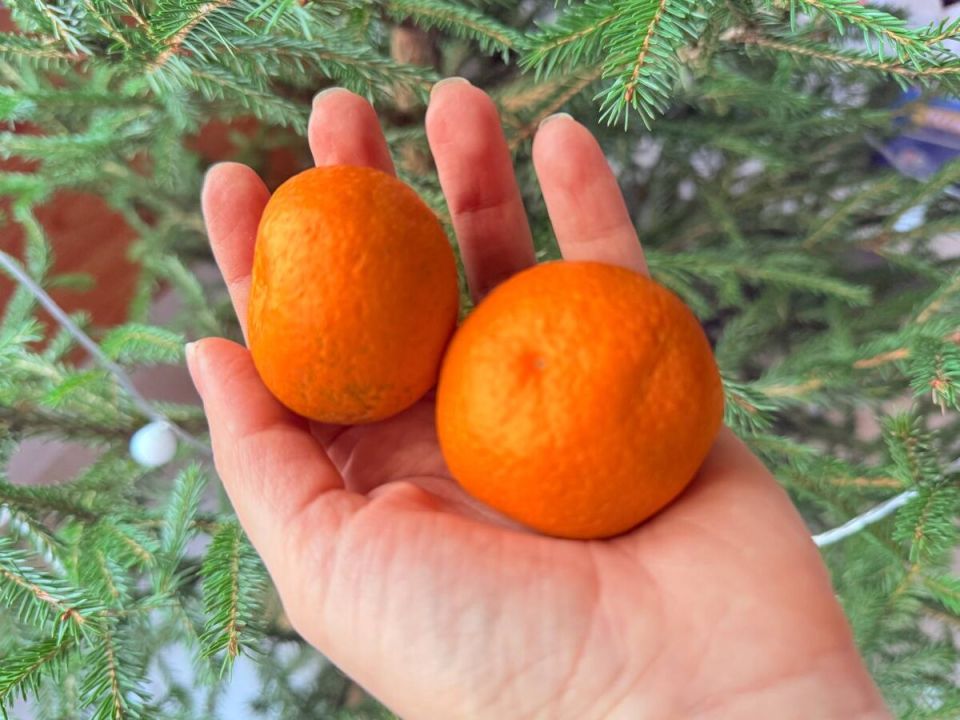 Как использовать мандариновую кожуру для здоровья растений