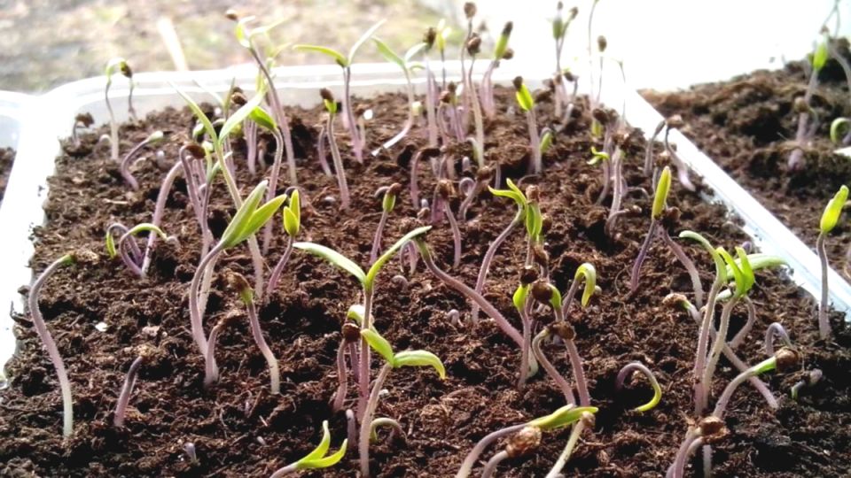 Секреты успешного посева томатов: как получить крепкую и урожайную рассаду