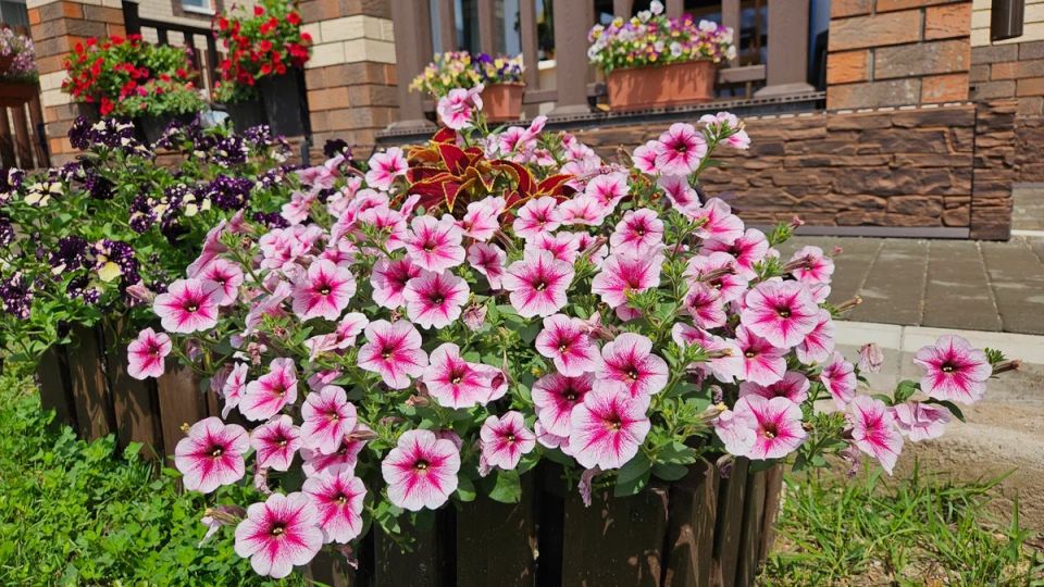 ������� ������������ �������� �������: ��� ������ ������, ������� ����� �����