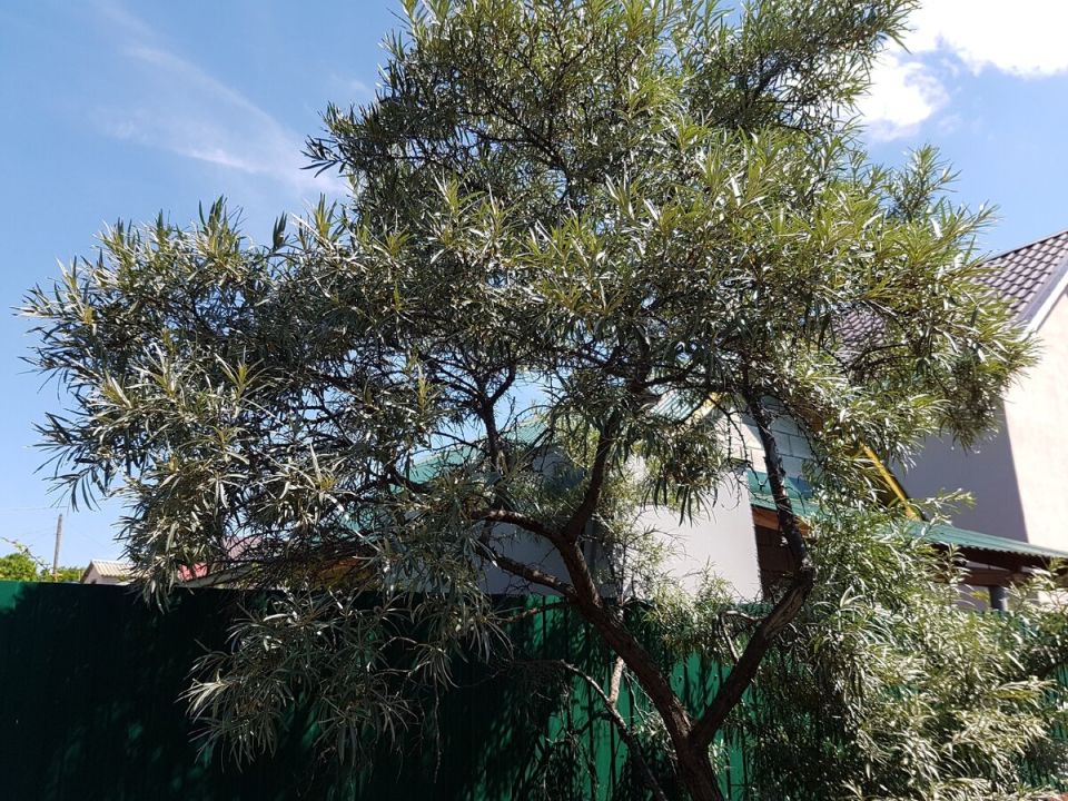 ��� ��������� ������������ ���������� ������� �� ����