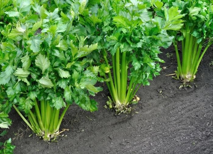 ���������: ����������� �������� � ������ �� �������� � ��������