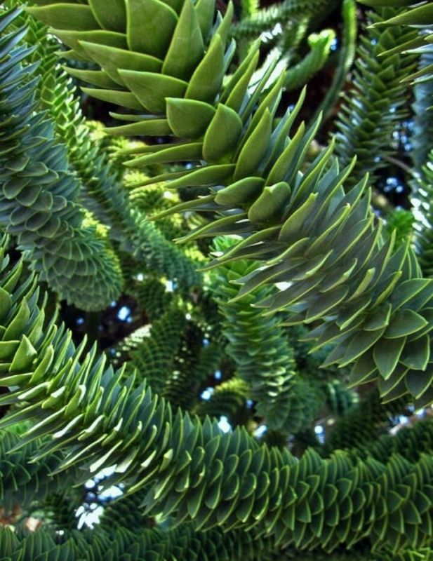 ��������� �������, ������� ������� ���� �����������