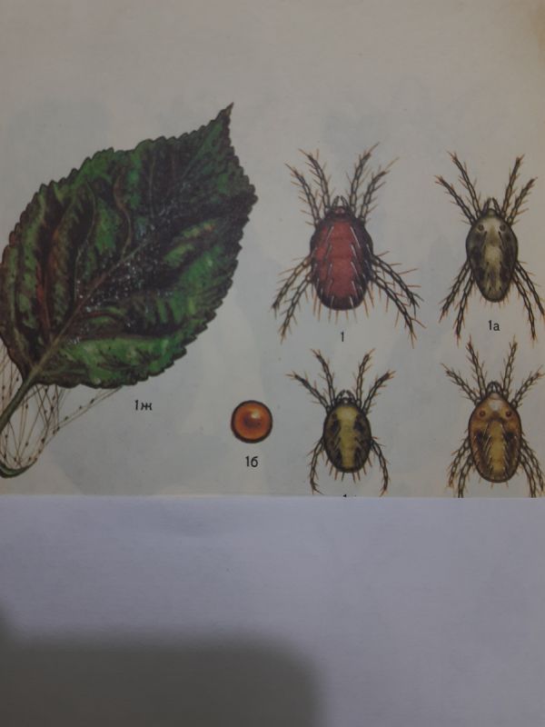 ��� ���������� ���������� � ��������� ������ �� �������